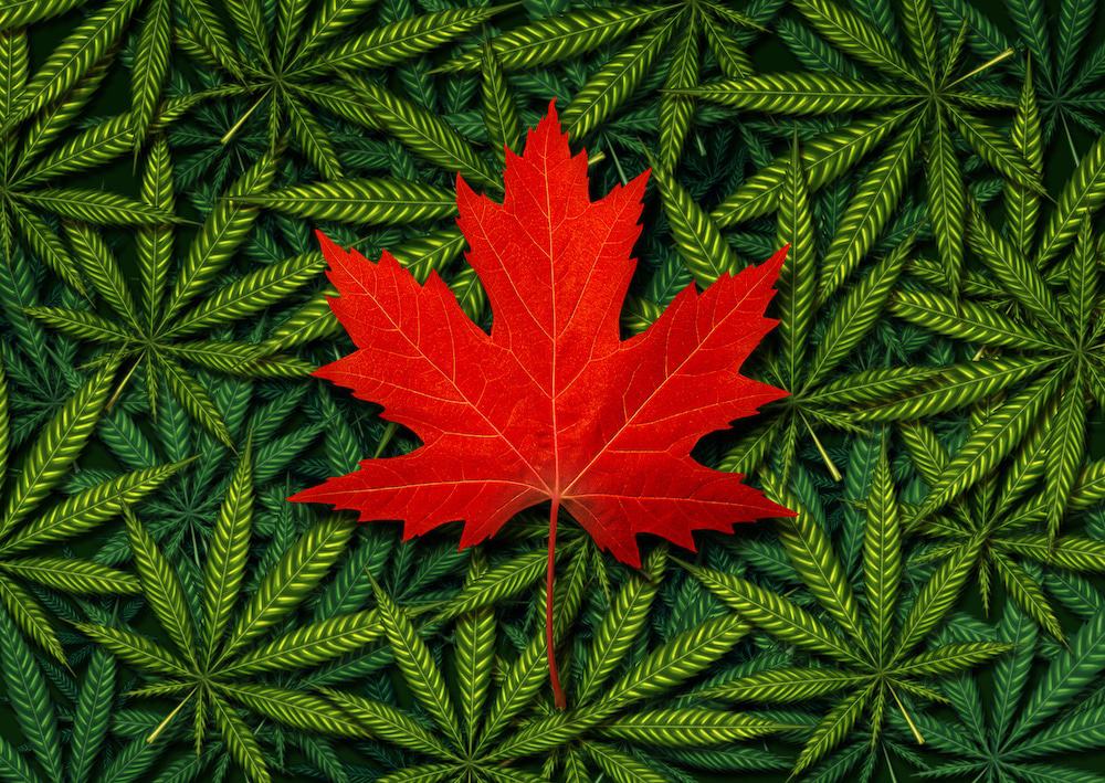 U.S. Border Agency Updates Policy on Canadian Cannabis Workers