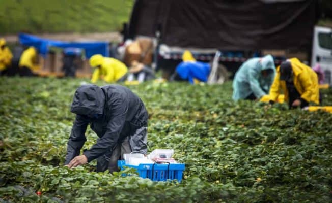Canada Gives Stranded Trinidad & Tobago Agricultural Workers Access To Open Work Permits