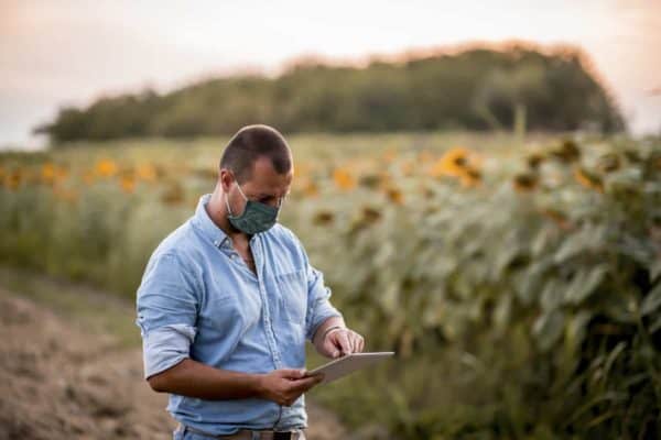 Farmer wearing protective face mask in sunflower field